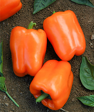 Orange Blaze Hybrid Sweet Pepper